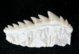 Fossil Cow Shark (Notorynchus) Tooth - Morocco #19796-1